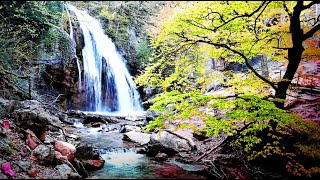 CHANT DES OISEAUX, SON D'UN RUISSEAU et cascade lointaine, forêt. Paradis de nature relaxant