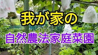 我が家の自然農法の畑#️⃣家庭菜園#️⃣自然農法#️⃣勝手になる野菜