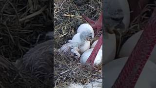 First egg hatched in White storks nest #whitestork #storks #shorts #storkseggs