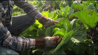 Farm Yarns | Levenvale Farm \u0026 Bello Beef - Farming without chemicals in Bellingen, NSW