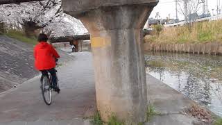 高田川畔の桜