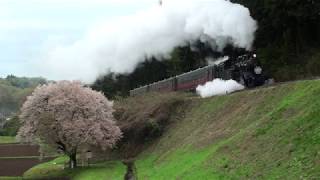 2018 04 15　残念桜咲く天矢場を走る「SLもおか」