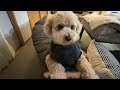 甘えん坊の大きいトイプードルが長時間お留守番をした日【デカプー】【トイプードルのロアくん】【toy poodle】