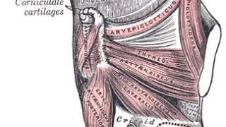 Articulatory phonetics | Wikipedia audio article