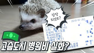 (ENG CC)고슴도치가 잘 걸리는 질병과 병원비는 얼마?(feat.도치 키우시려면 적금 꼭! 드세요!!)