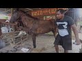 Los célebres coches de caballos de Cartagena: ¿un oficio o maltrato animal?