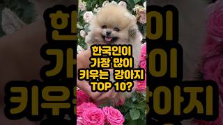 한국인이 가장 많이 키우는 강아지 TOP 10