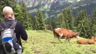 Lauterbrunnen Cows