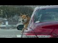 【癒し】信号待ちで車の窓から顔をだす柴犬が可愛すぎる🥰