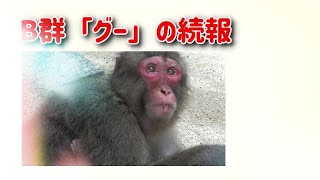 おさるの高崎山　B群「グー」の続報です