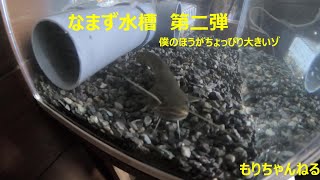 またまた　ナマズ水槽立ち上げ