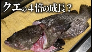 クエが４倍の早さで成長する？クエとタマカイのハイブリット高級魚とは？