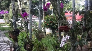 How to mount Dendrobium Orchid on tree