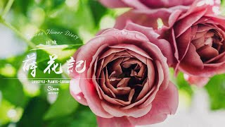 蒔花記 第三十九日 | Flower Diary Day 39 | 玫瑰 Rose