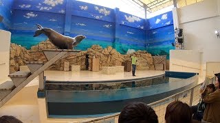 鳥羽水族館 アシカのショー