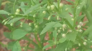 കല്ലുരുക്കി/Scoparia weed