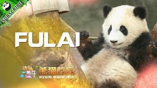 【Panda Scanning】Ep10 Do You Know Fu Lai, The Younger Sister Of Fu Shun?  | iPanda