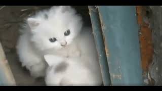 Best Funny Animal Videos 2023 😺 - Funniest Dogs And Cats Videos 🔔👍