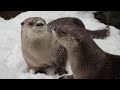 Otters See Snow, Immediately Get Zoomies