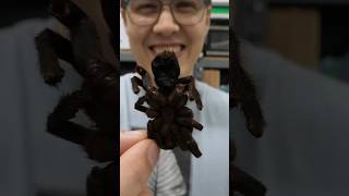 Dried tarantula tastes weird