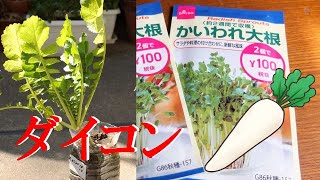 【再生栽培】カイワレ大根をペットボトルで育てたら大根になった！結果は、100均の種で試してみた　When I grew radish sprouts, it became a radish!