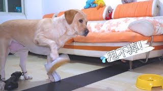 Why is Labrador able to heal sorrow, it will make you happy soon?