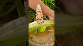 Fresh cutting corn with sounds natural #reels #like #satisfying #corn #shorts #fresh #top