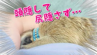 怒られない術を身に付けました🙉💨【ミーアキャットのなる君】