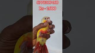 8778309460 #pineapple conure chicks available #trendingshorts #birdslover #nagercoil brothers