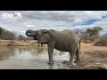 Part 4 of a Day in the Life of Albino elephant calf Khanyisa and the Jabulani HERD