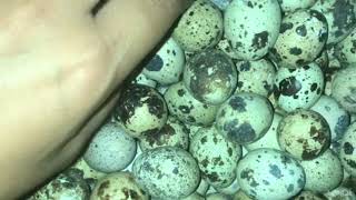 Quail egg/Battai ko anda / benefits of eating quail eggs