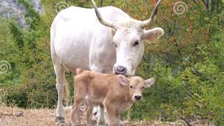 आईची आणि बाळाची हदय पिळवटून टाकणारे गीत......एकदा पहाच