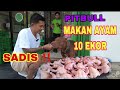 SADIS ‼️ PITBULL MAKAN AYAM 10 EKOR