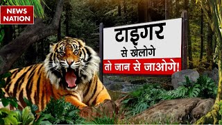 Tiger Attack: इंसान की जान के दुश्मन क्यों बन जाते हैं बाघ? News Nation पर देखिए ये खास रिपोर्ट