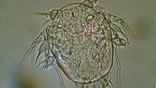 cyclopoid nauplius - 200x