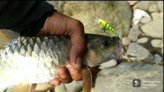 Casting mahser/lempon serayu.. ikan disini babon bobon..  #cfd#serayu#wonosobo