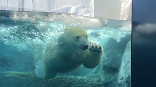 20220119:今日の円山動物園