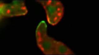 Cell-cell communication between Neurospora crassa germlings during cell fusion