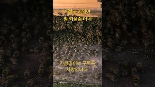 댓박13단 크기가 토종벌 #벌 #토종벌