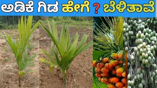 ಅಡಿಕೆ ಸಸಿಗಳು arecanut business ? how, arecanut plants grow