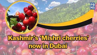 First consignment of Kashmir’s ‘Mishri cherries’ exported to Dubai | PBNS