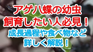 アゲハ蝶の幼虫を飼育したい人必見！成長過程や食べ物などを詳しく解説！