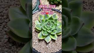 #succulent #기적 #garden #다육식물