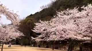 櫻花in日本鳥取久松公園（Sakura in Tottori Japan）