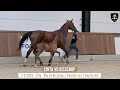 Nr 15 - CINTA VD BISSCHOP - Breeding, sport or both: you choose!