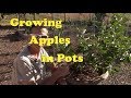 Growing Apple Trees in Pots