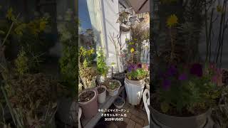 【HD動画】2025年1月8日  冬の花が咲いています。 #flowers #garden #癒し#自然 #naturelovers #薔薇は美しく散る #ばらの花 #rosegarden