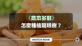 《農本多勤》龍眼（一）  怎麼種植龍眼樹？