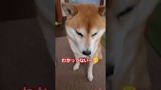 【柴犬リク君🐕️】わかってないな～🤭#dog #柴犬#pets #かわいい#犬のいる暮らし #shorts