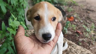 చిట్టి puppy అలిగింది#dogs #streetdogsofindia